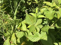 Rubus pennus