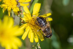 Eristalis tenax