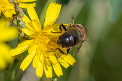 Eristalis tenax