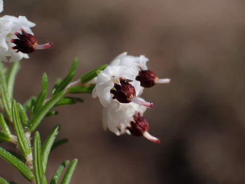 Image of Crooked Heath (Erica adunca) by (c) Ren Hoekstra, some rights reserved (CC BY)