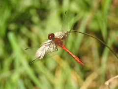 Sympetrum sanguineum