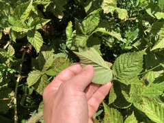 Rubus pennus
