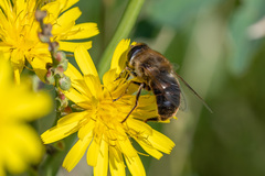 Eristalis tenax