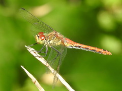 Sympetrum sanguineum