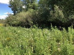 Rubus pennus
