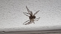 Larinioides sclopetarius