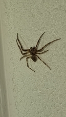 Larinioides sclopetarius