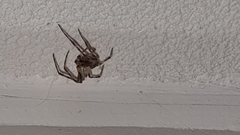 Larinioides sclopetarius