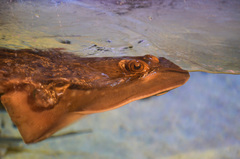Blue Spotted Stingray photo 4