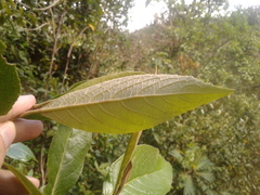 Critoniopsis bogotana