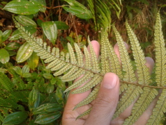 Dryopteris wallichiana