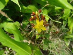Hypericum undulatum