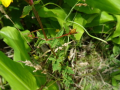 Hypericum undulatum