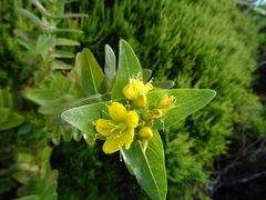 Hypericum foliosum