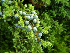 Juniperus brevifolia