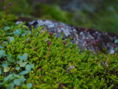 Harrimanella hypnoides