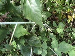 Rubus × neglectus