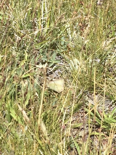 Sierra Sulphur photo 3