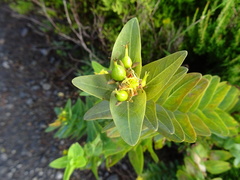 Hypericum foliosum