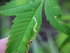 Stigmella intermedia