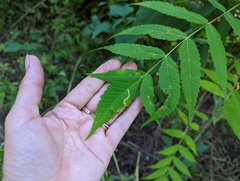 Stigmella intermedia