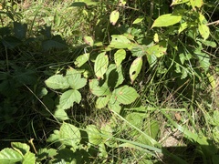 Rubus heterophyllus