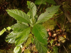 Solanum cornifolium