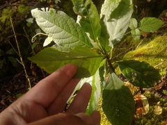 Solanum cornifolium