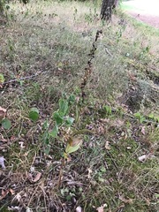Epipactis helleborine helleborine