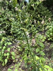 Erigeron canadensis