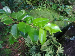 Prunus lusitanica azorica