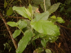 Ageratina asclepiadea