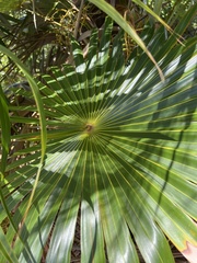 Coccothrinax