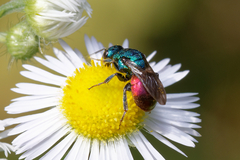 Hedychrum