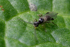 Braconidae