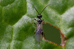 Braconidae