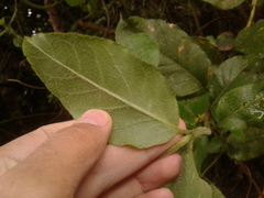 Ageratina asclepiadea