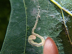 Stigmella quercipulchella