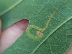 Stigmella quercipulchella