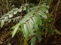 Phyllanthus salviifolius