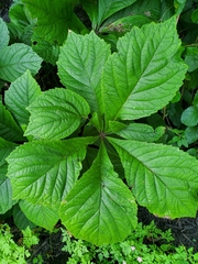 Rodgersia