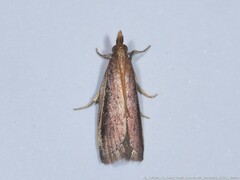 Peoria roseotinctella