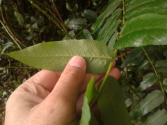 Phyllanthus salviifolius