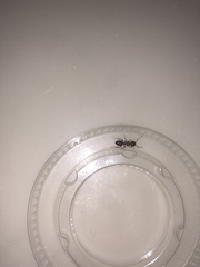 Camponotus decipiens