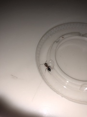 Camponotus decipiens