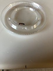 Camponotus decipiens