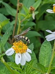 Dielis plumipes