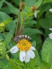 Dielis plumipes