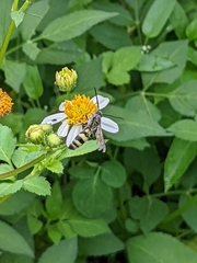 Dielis plumipes