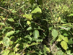 Rubus heterophyllus